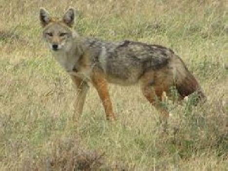 In two villages, wild animal attack , 27 injured
